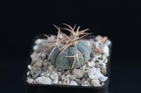 Echinocactus horizonthalonius VZD 926